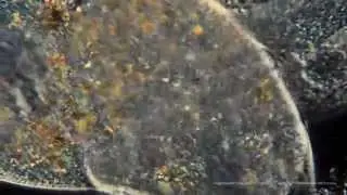 The Amazing Protists!
