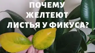 Why do the leaves of the rubber plant (Ficus elastica) turn yellow and fall off?
