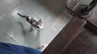 Cute kitten want to sit on my lap