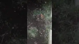 Жаба классная. снова Бали