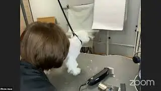 Стрижка мальтезе машинкой
