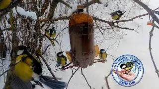 Птицы на кормушке зимой | Синица | Воробей | Лазоревка
