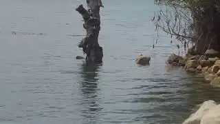 РЫБАЛКА ПО ФЕН-ШУЮ...