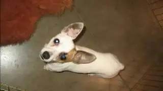 ADOPTED Dexter, Jack Russell Puppy