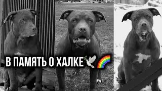 В память о Халке, который покорил сердца многих после смерти..| Pitbulls Dragon Life Agop