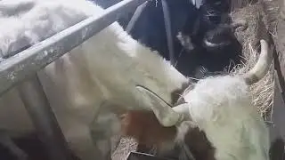 Продал бычка .