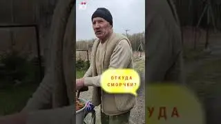Сморчки и кабаны в наших лесах!