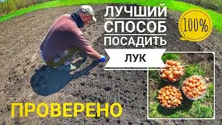 Лучший способ посадить лук. Проверено много лет.