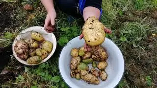 Картошка под травой 2020! Работы в саду и огороде в сентябре!