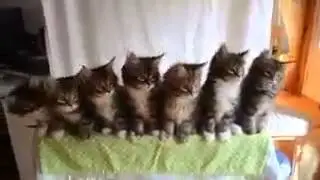 Bigo Bigo