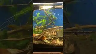 Little Tetra tank at home. 