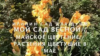 Мой сад весной//Майское цветение//Растения цветущие в мае
