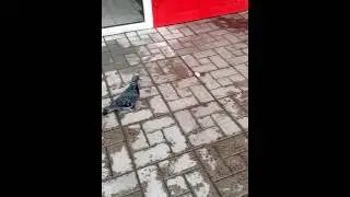 Голубь и сосиска