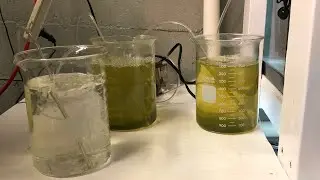 The **BEST** Live Fry Food For Tiny Fry, ROTIFERS