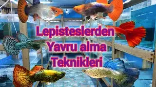 Özel tür lepistesler den yavru alma teknikleri . hepsi tek videoda  , bu video kaçmaz