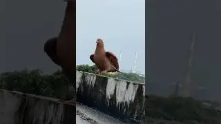 ye breed apko kaisi lagi? | #pigeon #kabootar #shortsfeed #shorts