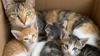 The cat, Umm, said that she had kittens in her house and that they needed food, with a gentle meow.