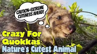 Crazy for Quokkas: Nature’s Cutest Animal #quokka #animalfacts #animalsforkids #animals