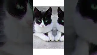 Люблю всех  а не только их#2024 #cat #catlover #kitten