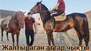 Баасы бап келген БАЗАР-КОРГОН АТТАРЫ 👍 ШАШАЛЫШ САТЫЛАТ 🐎 ЖАКШЫ АТТАР