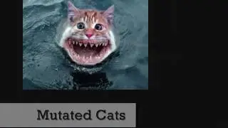 Cat Attack!