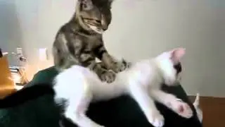 Коты умеют делать массаж