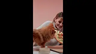 Новый ролик! Обзор на консервы для собак Песта! #шпиц #собака #shorts