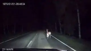 Олени на дороге