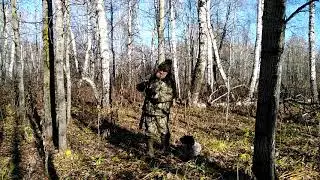 Осень 2020 года.  Охота с дратхааром на боровую дичь.