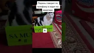 Мемы с котом с тиктока