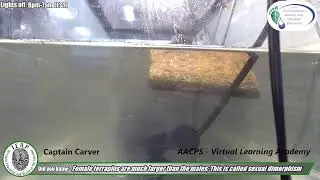 AACPS Carver Terrapin Cam