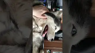светится 