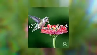 Melokat - Hummingbird
