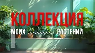 Моя коллекция растений | Часть 1