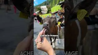 Ce village des Alpes est envahi par les Chèvres