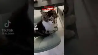 Кот Стёпа говорит 