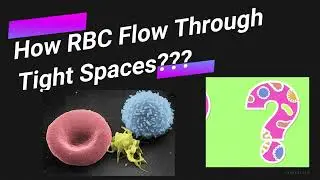 A Remarkable Video Showing How RBCs Bend, Elongate, and Fold to squeeze through tight spaces.