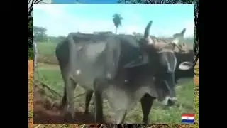ℝ𝕆ℍ𝔼𝕁𝔸𝕄𝔸 ℂℍ𝔼 𝕂𝕆𝕂𝕌𝔼