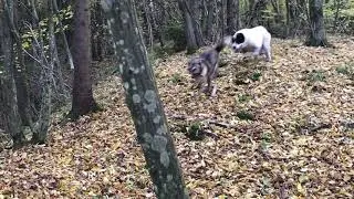 Алабай против лайки в лесу))