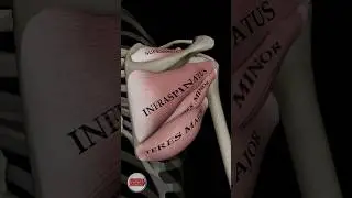 Shoulder Internal Rotation 