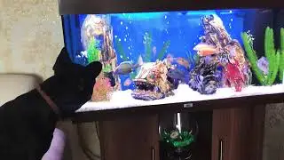 Французский бульдог Брюс/ French Bulldog