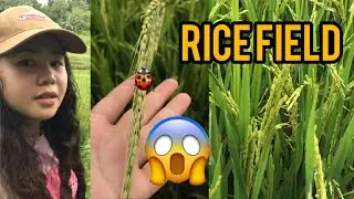 UPDATE OF THE RICE FRIED HERE😱🇵🇭 | LOOSING OF BREATH IN THE MIDDLE OF THE FOREST😪 #trending