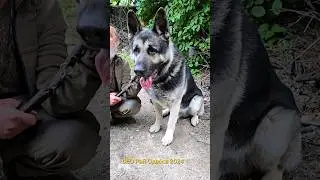 😲‼️Гигант ВЕО Рэй. ЖДЁМ ЩЕНКОВ Восточно-Европейская овчарка Одесса 2024