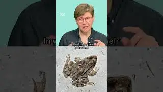 Can frozen animals come back to life? #AnnJones #Animals #Science #Shorts