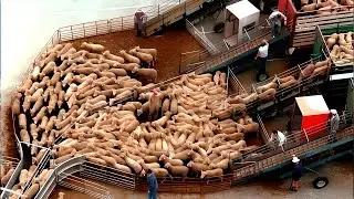 How Cattle Are Transported All Over The World. Modern Export Technology by Plane and Ship