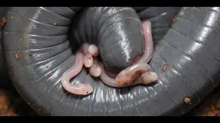 That’s Wild: Wormlike Amphibians Who Lactate?