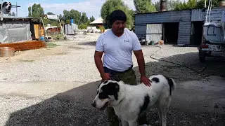 Weight, height, Central Asian wolfhound Sakar at 10 months.