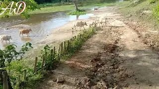 cow videos. cow sounds &cow videos.cow songs