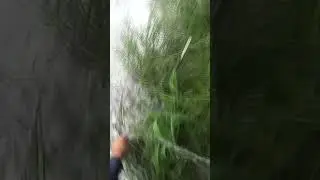 fishing the ancient way! how easy it is to catch a fish with a net!