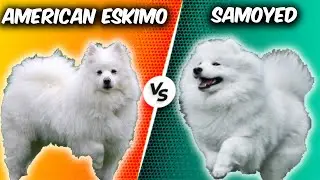 American Eskimo Dog VS Samoyed - Comparison